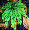 Forest Fern