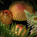 Amanita Fungi