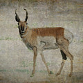 Antelope I