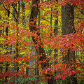 Autumn Leaves II