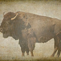 Bison