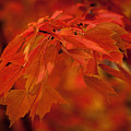 Maple Leaves I