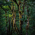 Mossy Trees in Morning Light